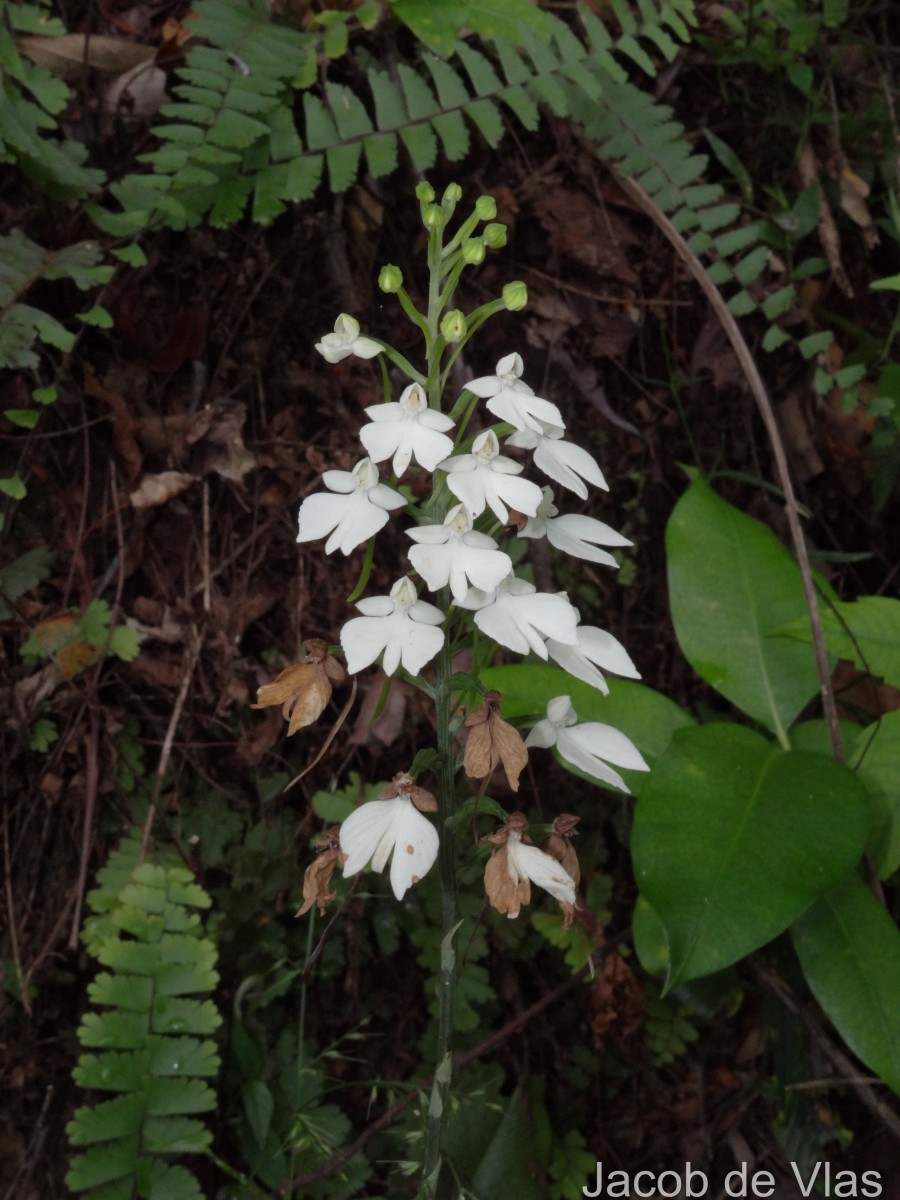 Habenaria plantaginea Lindl.